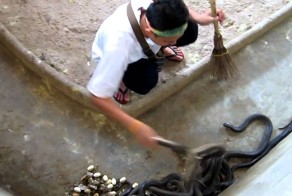 Уборка в бухгалтерии: сотрудник серпентария чистиn логово кобр