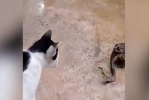 Такое даже во сне не приснится!  Кот подрался со змеёй, которую наполовину проглотила жаба