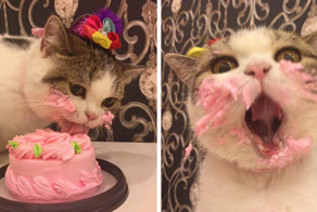 Как котик свой праздничный торт ел 