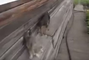 А ну быстро домой! Собака приносит домой кошку по команде хозяйки