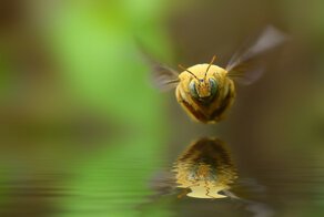 20 самых популярных макрофотографий на 500px в этом году