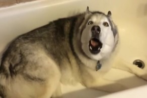 Капризный хаски "спел" в ванной, чтобы ему включили воду