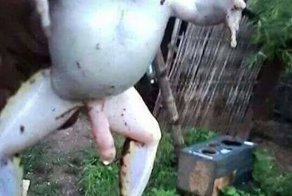 Первый парень на болоте: лягушка, чей внешний вид поставит вас в тупик