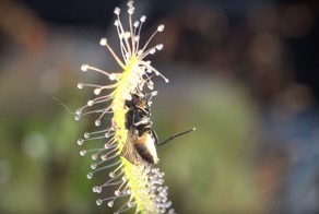 Плотоядное растение поедает муху