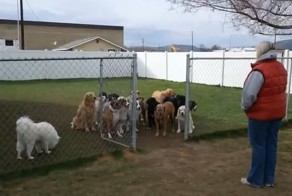 Дрессировка собак 80 уровня 