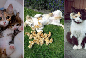 7 заботливых мамочек, которые ужасно устали