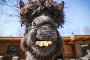 Забавные фотографии животных со всего мира