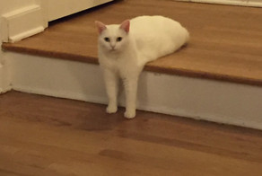 "Битва Photoshop: странный кот вызвал в интернете бурю эмоций!