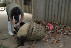 Держись подальше от моей корзины! Панды мешают женщине убирать мусор