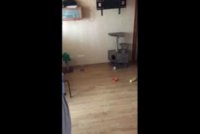 Стоило только в магазин выйти! 