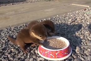 Детеныши выдры пьют молоко и умилительно пищат от удовольствия