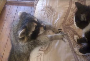 Как енот пытался с котом подружиться