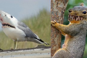 10 лучших фотографий акул, скрещенных с другими животными