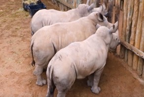 Осиротевшие детеныши носорога плачут и требуют молока