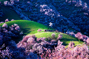 Завораживающее цветение абрикоса в Китае