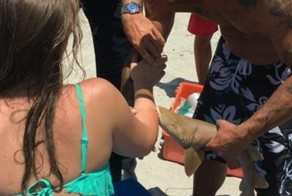 Детеныш акулы погиб из-за человеческого любопытства