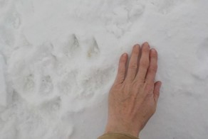 Беременную корову загрызли волки