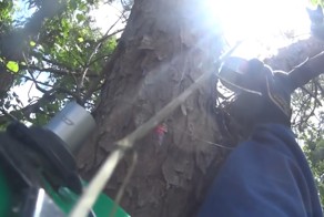 Спасение кота, просидевшего на дереве 11 дней