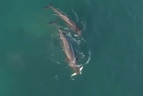 Дрон снял охоту китов-убийц на акулу
