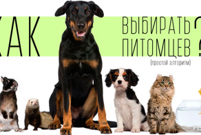 Как выбирать питомцев?