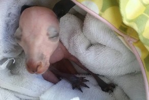 Женщина подобрала осиротевшего кенгуренка на обочине дороги и спасла ему жизнь