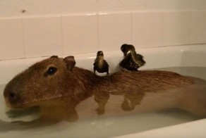 Капибара превратилась в остров для утят