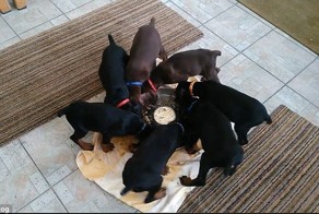 Когда приходит время обеда, эти очаровательные щенки превращаются в живую карусель