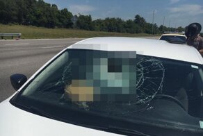 Черепаха прилетела в лобовое стекло автомобиля