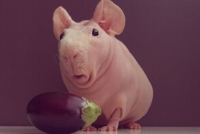  Милейший и совершенно голый Людвик — самая популярная морская свинка в Instagram