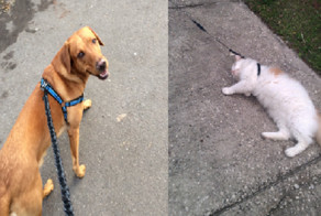 24 фотографии, которые показывают, что иметь кота и иметь собаку - полностью разные вещи