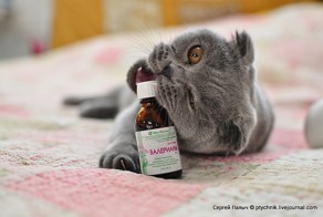 Кот познал нирвану