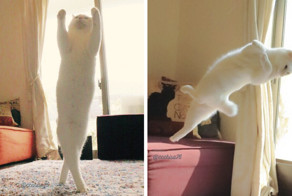 Эта кошка танцует так, будто никто ее не видит