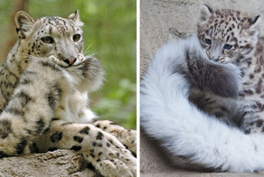 Ирбисы любят пожевать свой хвост