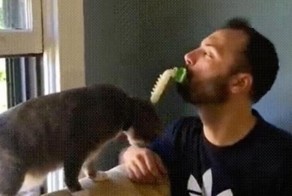 "Licki Brush" - лизалка для кошек