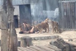 Голый мужчина забрался в вольер львов в зоопарке Сантьяго