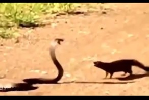 Смертный бой ядовитой кобры с животными