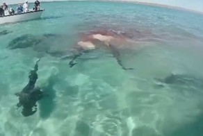 Австралийские акулы едят кита