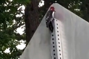 Хардкорный дятел зажигает