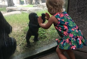 Фото детеныша гориллы и маленькой девочки разошлось по соцсетям