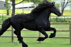 Самый красивый в мире конь