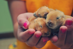 17 крошечных животных, которых так и хочется спрятать от опасного мира