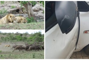 Вот, что значит оказаться не в том месте и не в то время! Львы погнали стадо буйволов на машину с туристами