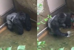 В американском зоопарке застрелили 17-летнюю гориллу, в вольер к которой упал ребенок