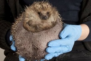 Не стоит оставлять ежикам в парке собачий корм