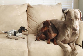 Две собаки приняли нового щенка как родного, доказывая, что среди животных существует дружба