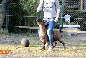 Девушка научила домашних коз и кур выполнять собачьи трюки