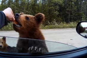 Милые карельские медвежата выпрашивают еду у водителя