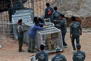 Мертвые тигрята в холодильнике буддистского монастыря