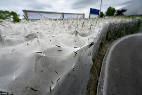 Тысячи гусениц превратили куст в огромный кокон
