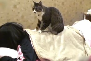 Кот-массажист в японском спа-салоне